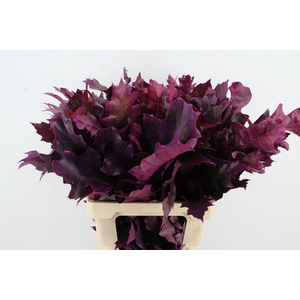 QUERC RUBRA 60CM FROST ERICA