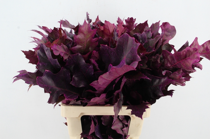 <h4>QUERC RUBRA 60CM FROST ERICA</h4>