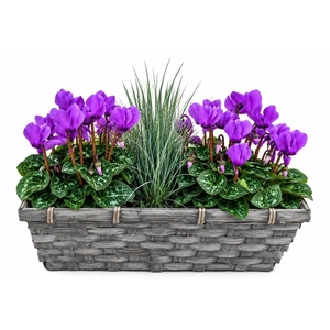Arr.  Cyclamen L%