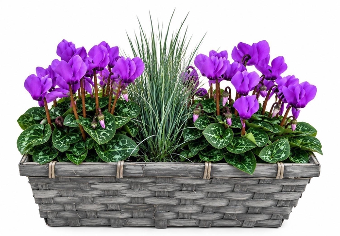 <h4>Arr.  Cyclamen L%</h4>