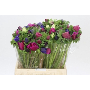 Anemone Mistral Plus Pastel Mix
