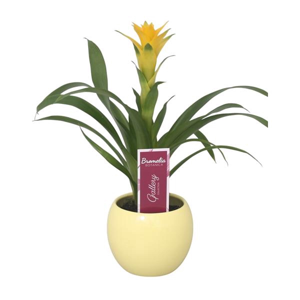 <h4>Guzmania 'Desire' in gele bolpot</h4>