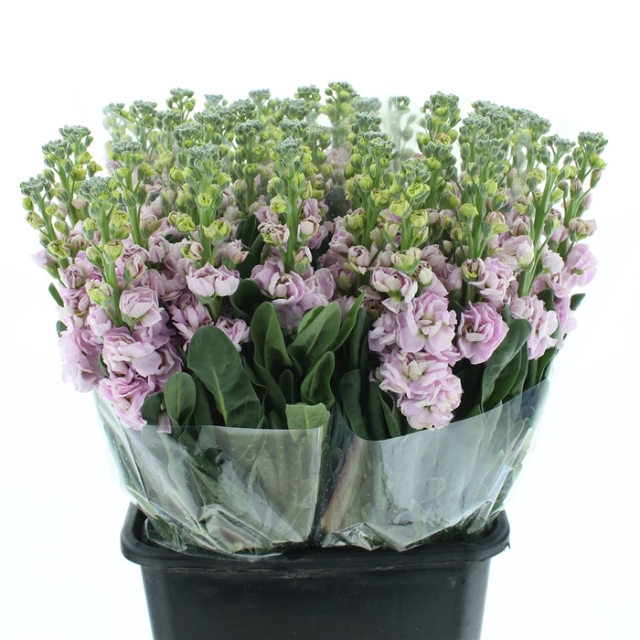 <h4>Matth Iron Cherry Bl</h4>
