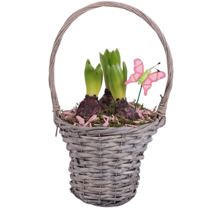 Bulbs Arr. Hyacint Willow Handle Basket Grey Ø18cm 3PP