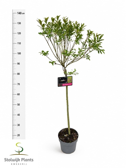 <h4>SALIX MT. ASO</h4>