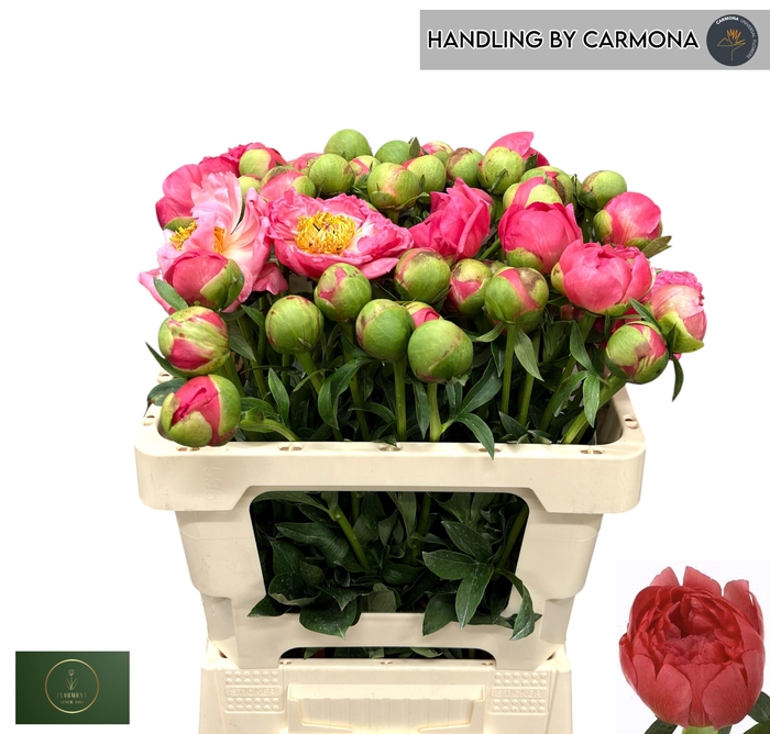 <h4>PAEO CORAL SUNSET</h4>