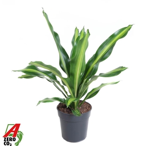 Dracaena Burley kopstek P24