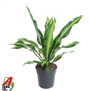 Dracaena Burley kopstek P24