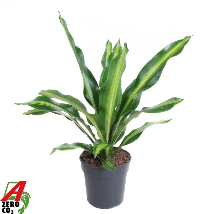 <h4>Dracaena Burley kopstek P24</h4>