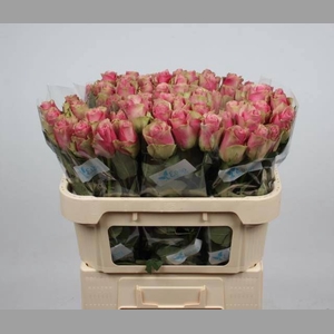 R GR BELLE ROSE
