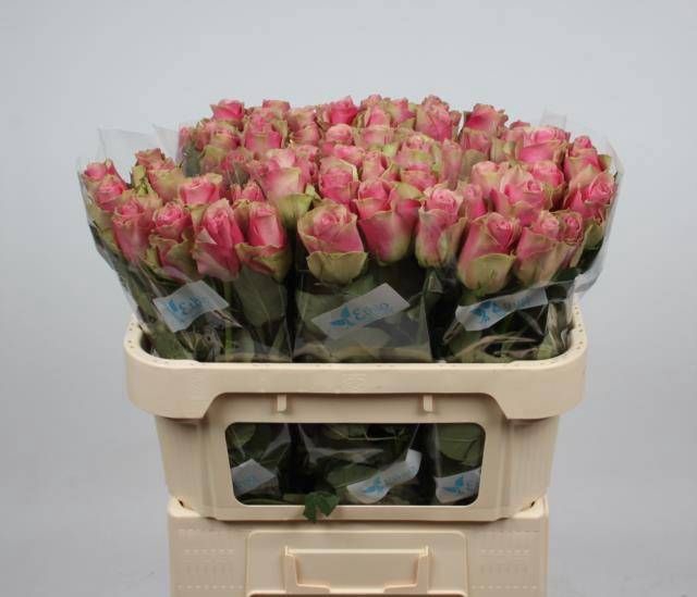 <h4>R GR BELLE ROSE</h4>