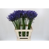 Agapanthus Uri