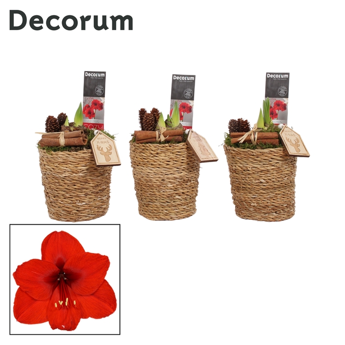 <h4>Hippeastrum Rood 2 Knop in Ruby KERST (Decorum)</h4>