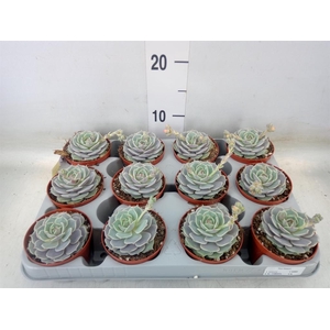 Echeveria   ...