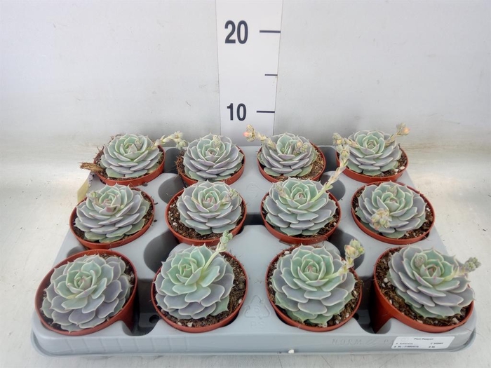 <h4>Echeveria   ...</h4>