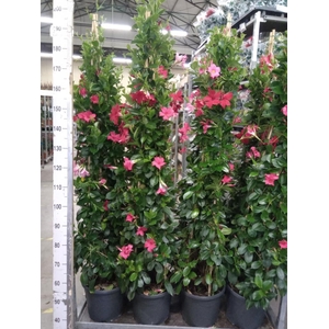 Mandevilla   ...