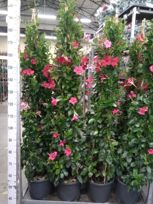 <h4>Mandevilla   ...</h4>
