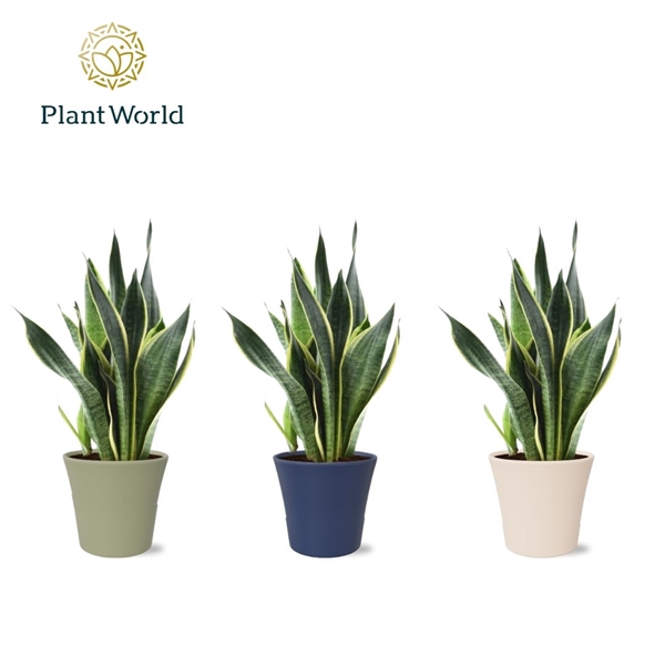 <h4>Sansevieria (Superba) in pot Coco collectie Top Blend</h4>