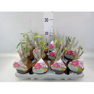 Adenium obesum