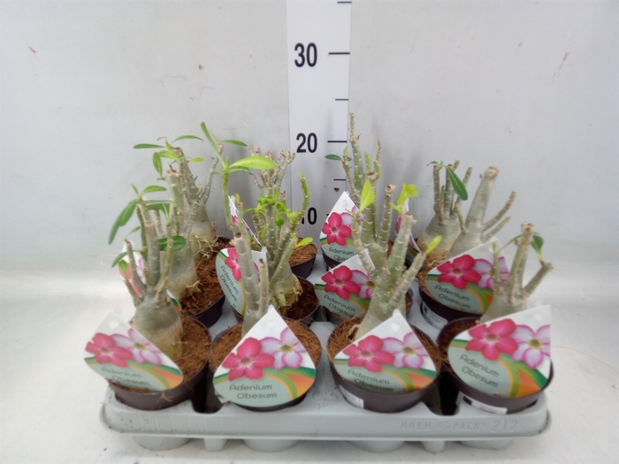 <h4>Adenium obesum</h4>