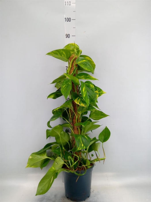<h4>Epipremnum pinn.   ...moss stick</h4>