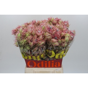 Blushing Bride Pink 10+ Flowers