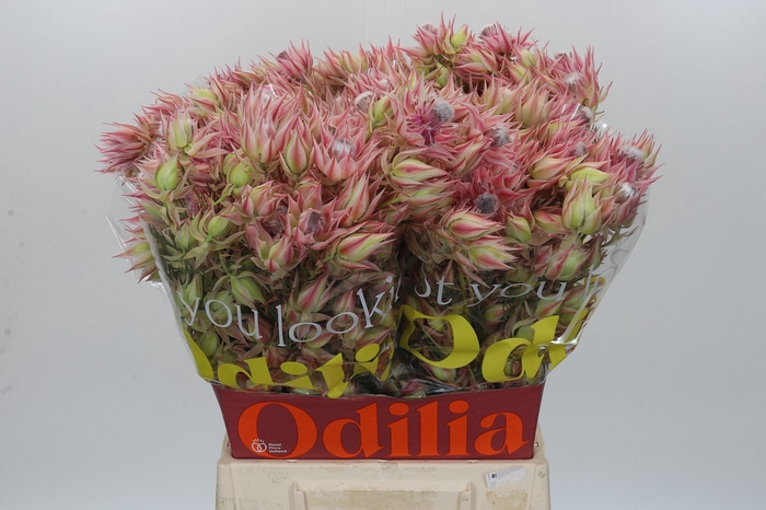 <h4>Blushing Bride Pink 10+ Flowers</h4>