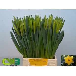 NARCISSUS TR 'DUTCH MASTER'