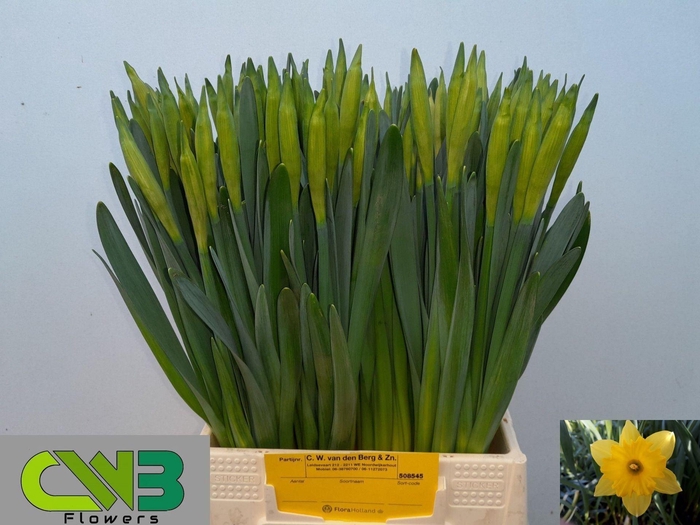 <h4>NARCISSUS TR 'DUTCH MASTER'</h4>