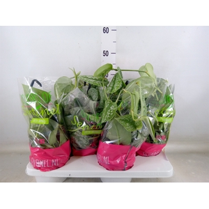 Scindapsus pictus 'Trebie'