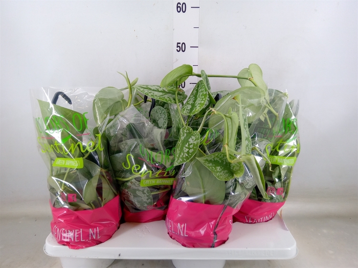 <h4>Scindapsus pictus 'Trebie'</h4>