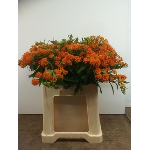 ASCL TUBEROSA