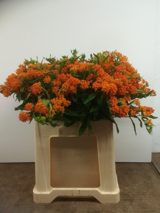 <h4>ASCL TUBEROSA</h4>