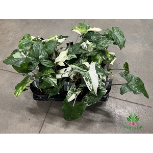 Syngonium Podophyllum Albo Variegata 12Ø 35cm