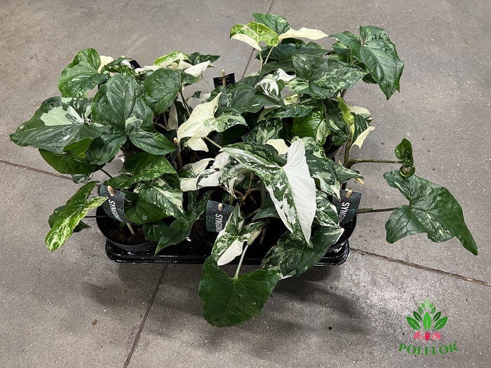 Syngonium Podophyllum Albo Variegata 12Ø 35cm
