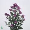 Aster cecilia