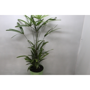 PALMEIRA RAPHIS P17