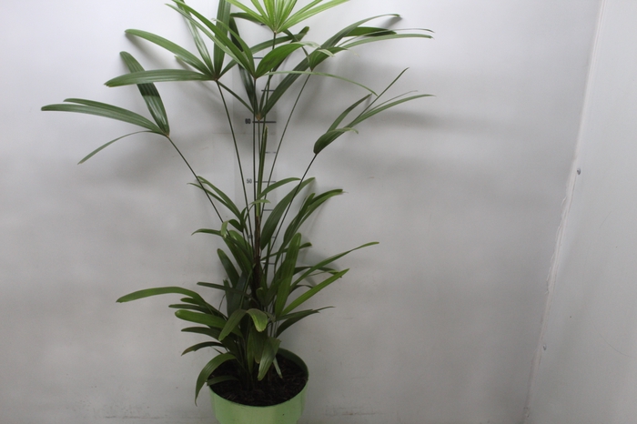 <h4>PALMEIRA RAPHIS P17</h4>