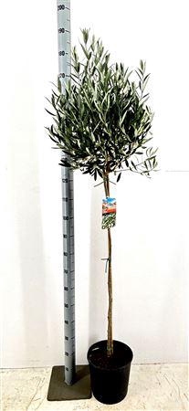 <h4>Olea Europaea</h4>