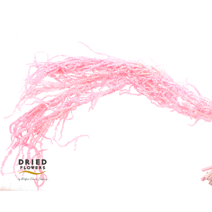 Dried Bleached Amaranthus Caudatus Pink