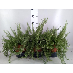 Rosmarinus offi. 'Prostratus'