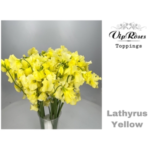 Lathyr Yellow