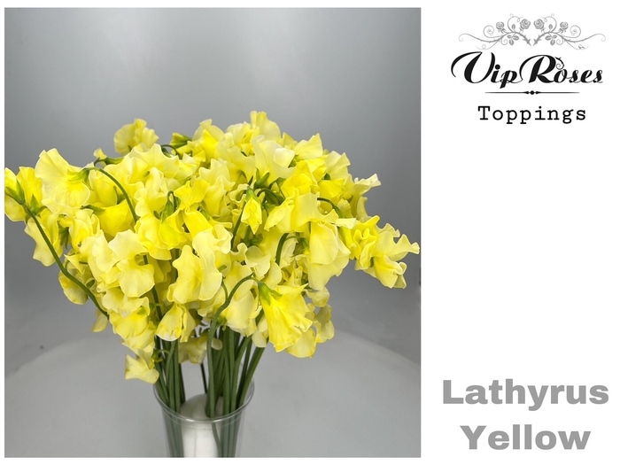 <h4>LATHYR YELLOW</h4>