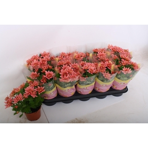 CHRYS DYNAMIC SALMON