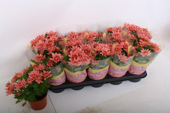 <h4>CHRYS DYNAMIC SALMON</h4>