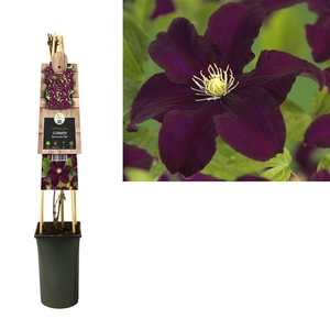 Clematis 'Warszawska Nike' +3.0 label