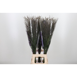 Panicum Warrior