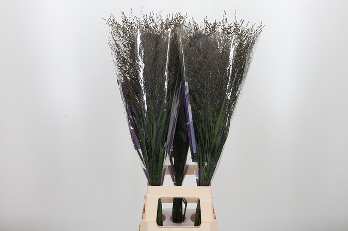 <h4>Panicum Warrior</h4>