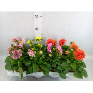 Dahlia   ...mix