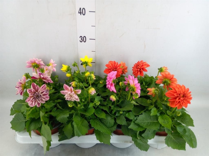 <h4>Dahlia   ...mix</h4>